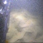 This is a picture of the SPI camera at work on the seafloor. You can just see the top-part of the window with the camera that is pushed into the sediment. For the keen observers: there is a brittle star (Ophiuroid) lying on the seafloor in the lower-right corner.