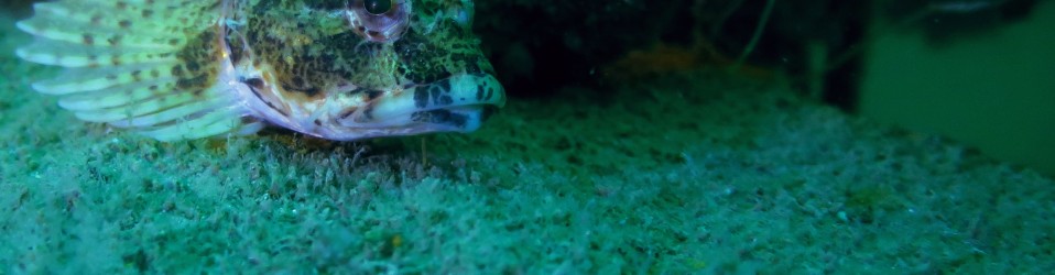 Groene zeedonderpad