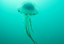 Compass jellyfish