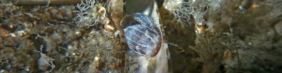 Common seasnail