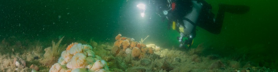 Borkummer Stones 2017 - Sea anemones and diver