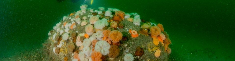 Borkumse Stenen 2017 - Steen begroeid met zeeanemonen