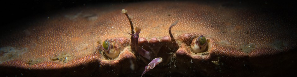 Borkummer Stones 2017 - Close-up of the edible crab (Cancer pagurus)