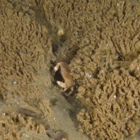 Tubeworm reef with edible crab