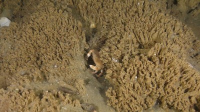 Kokerwormrif met Noordzeekrab (Image credit: © OCEANA)