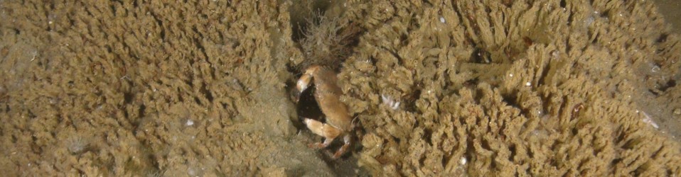Tubeworm reef with edible crab