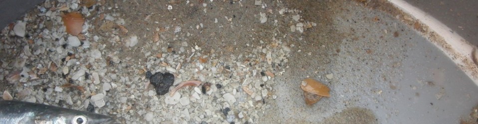Een grote zandspiering en wat wormen gevonden in het sediment; de ronde witte fragmentjes zijn de resten van foraminifera: grote ééncellige organismen