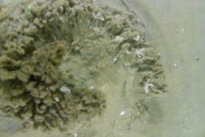 Figure 6: A beautiful swirling Sabellaria spinulosa reef, an ecosystem engineer.