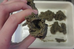 Figure 7: A bit of Sabellaria spinulosa from a box core sample. It feels quite hard, but disintegrates when handled too roughly.