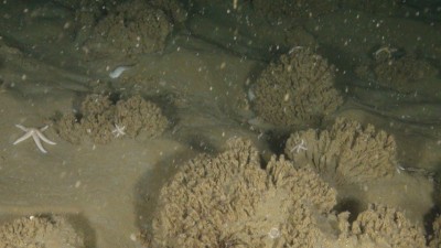 Zandkokerworm-riffen met zeesterren