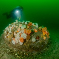Borkummer Stones 2017 - Stone overgrown with sea anemones
