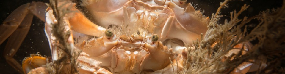 Borkummer Stones 2017 - Couple of swimming crabs (Liocarcinus sp.)