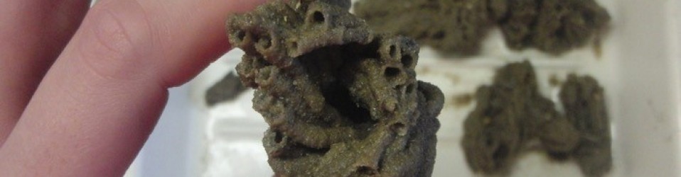 A bit of Sabellaria spinulosa from a box core sample
