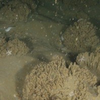 Kokerworm-riffen met zeesterren